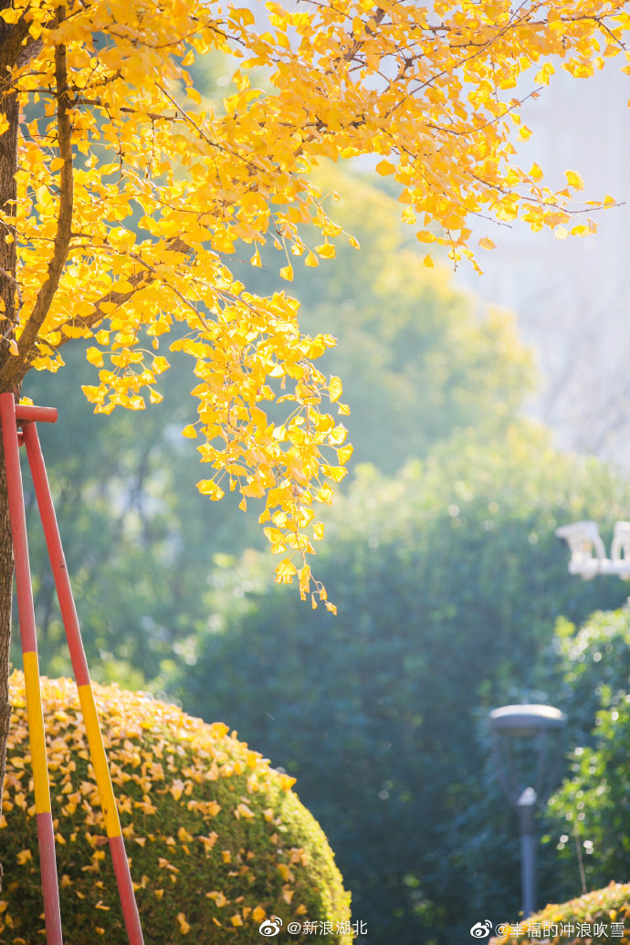 初冬,暖阳和煦.