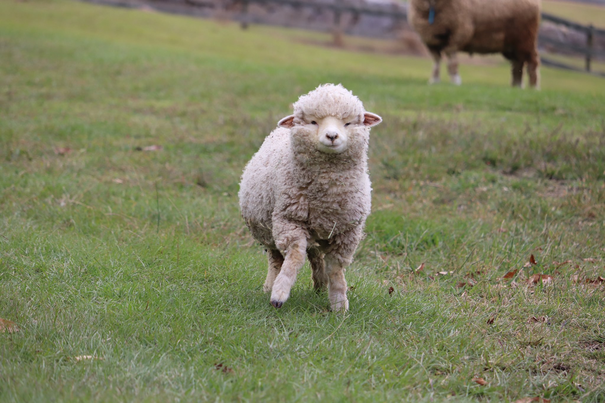 一天的美好从看到可爱的小羊开始