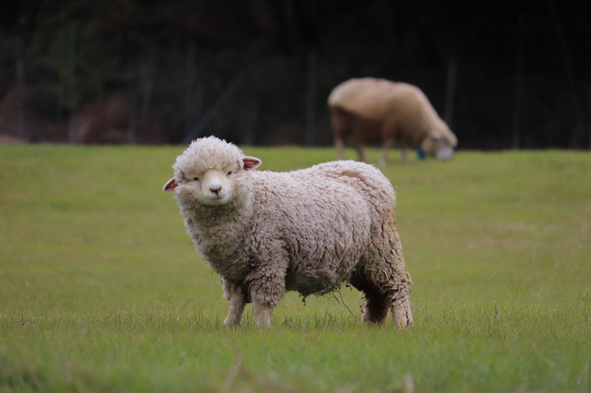 一天的美好从看到可爱的小羊开始