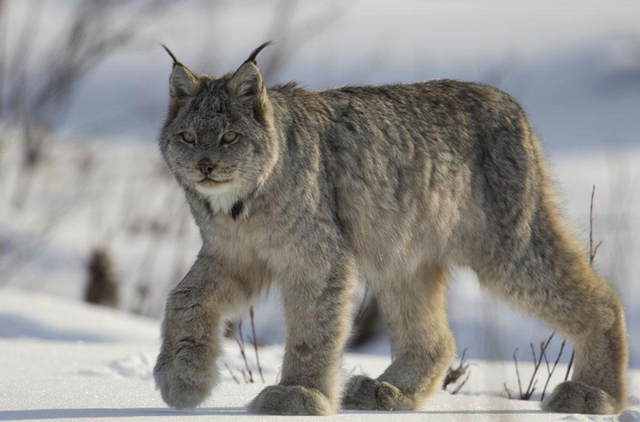 三江源狼猫大战藏羚羊被首次拍到两者实力谁更强