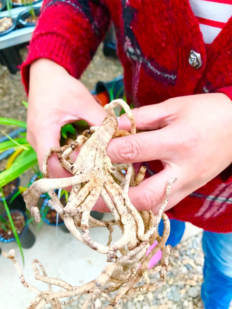 兰花根部出现畸形兰友的评论让我对线虫产生各种疑问