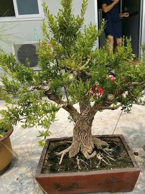 如何将黄杨盆景养出高价来