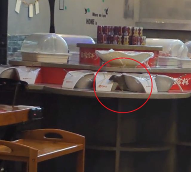 合肥一火锅店老鼠趴在调料台上偷吃,商家:可能是从别店跑来的休闲区蓝鸢梦想 - Www.slyday.coM 合肥一火锅店老鼠趴在调料台上偷吃,商家:可能是从别店跑来的休闲区蓝鸢梦想 - Www.slyday.coM