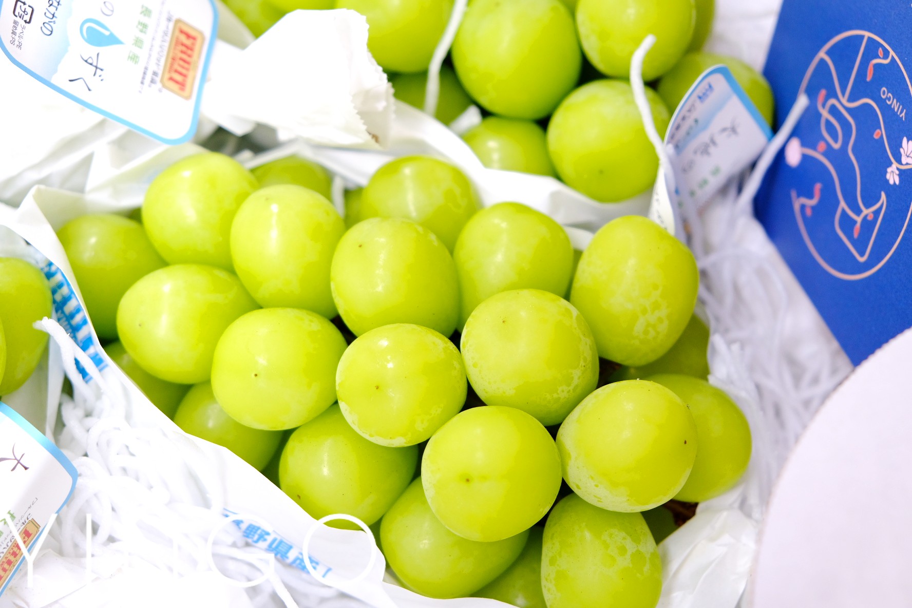 红颜、香印麝香在中国扩种，日本急眼，立法禁止外泄也不管用吗？休闲区蓝鸢梦想 - Www.slyday.coM