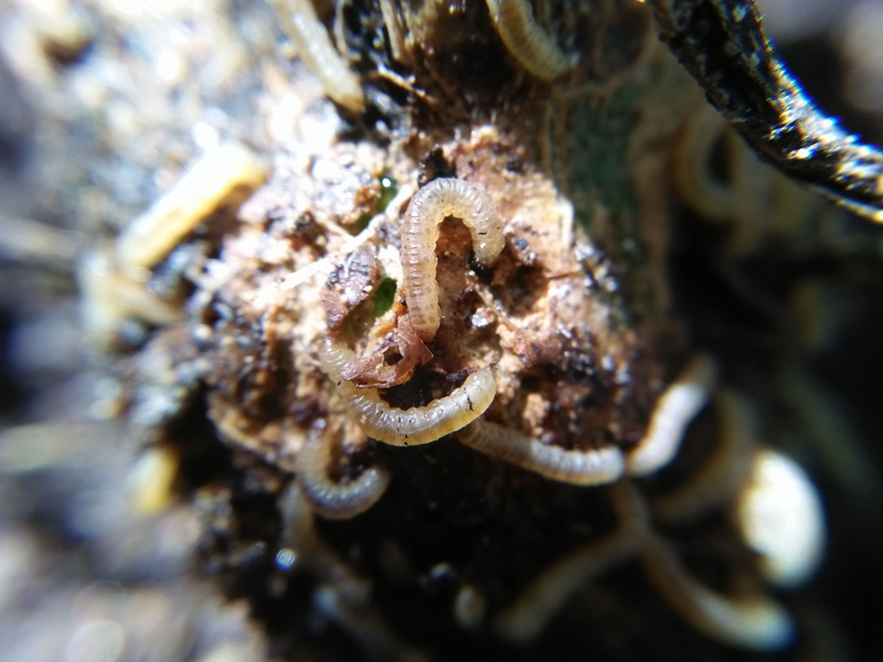 兰花根部出现畸形兰友的评论让我对线虫产生各种疑问