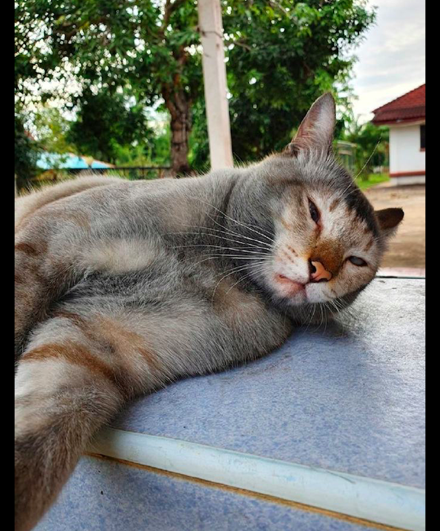 猫咪回家后就躺在地板上不动了全身都脏兮兮的这是去挖煤了吗