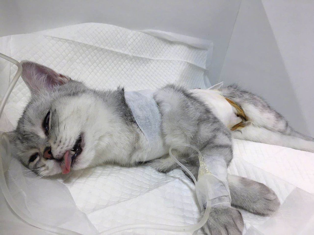 猫咪感冒,咽炎,哮喘等,这几种猫咪呼吸疾病你得知道!