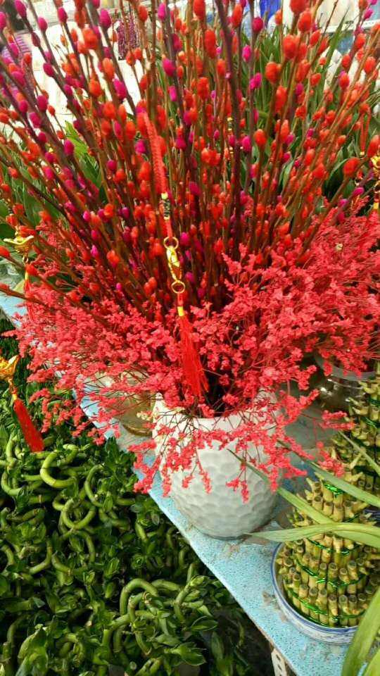 家有银柳越过越有寓意银两到家当之无愧的旺财花