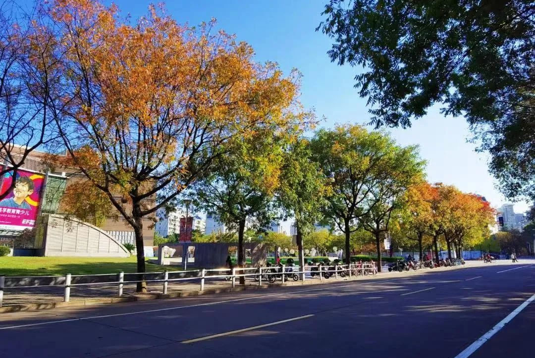 东一路普陀丹巴路等枫香观赏地点徐汇丹棱路,嘉陵路等榉树观赏地点