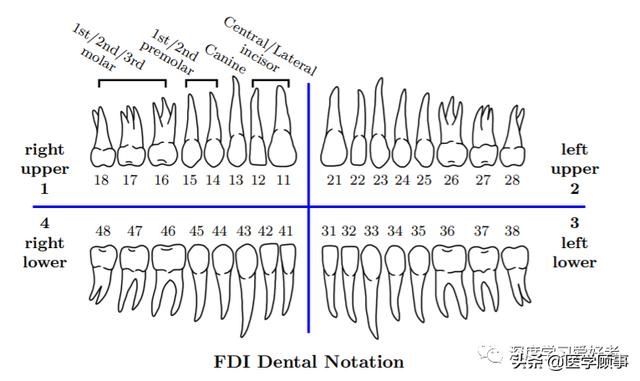 一种全自动的牙齿cbct三维个体识别和分割方法