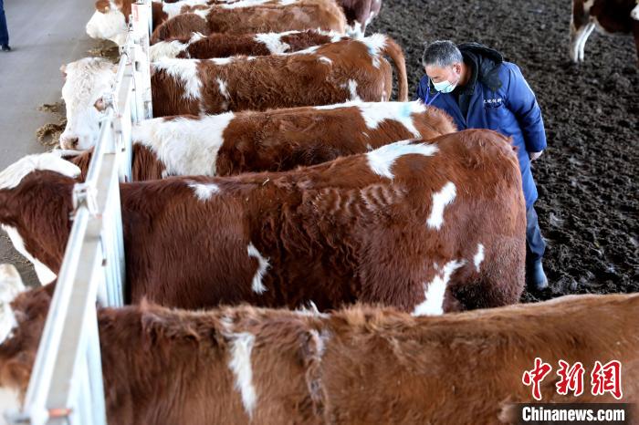 肉牛繁育基地工人在查看肉牛健康状况。宋杰 摄