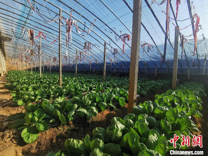 山西省原平市弓家庄村，是当地远近闻名的果蔬种植基地。高瑞峰 摄