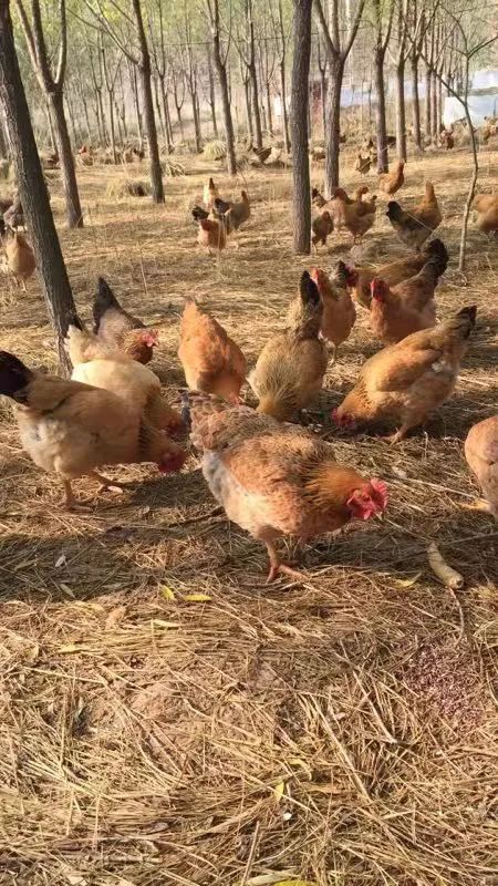 跟晚报go永登跑山鸡赣南脐橙上架