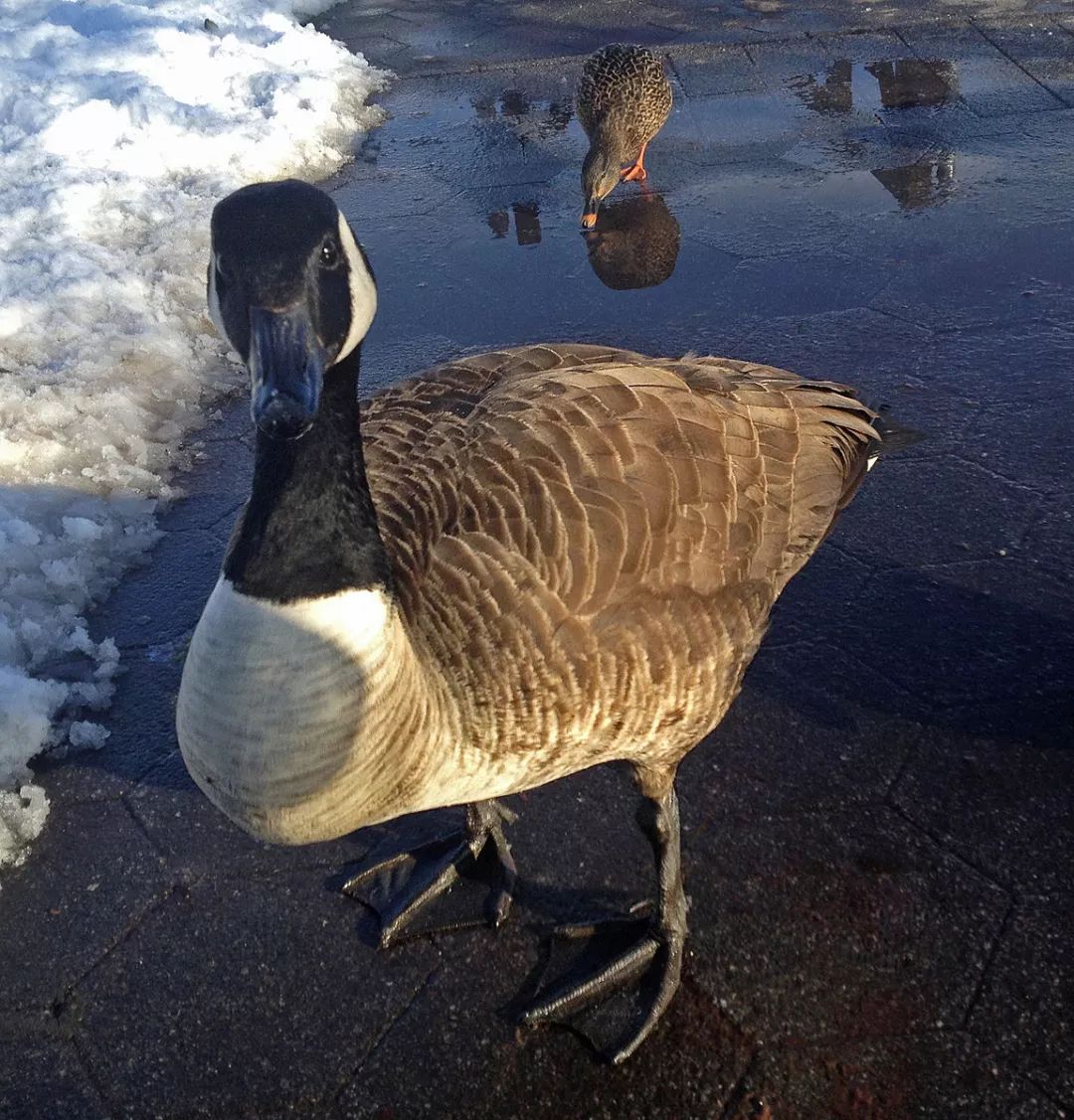加拿大鹅确有其鹅酿成大祸曾被清理