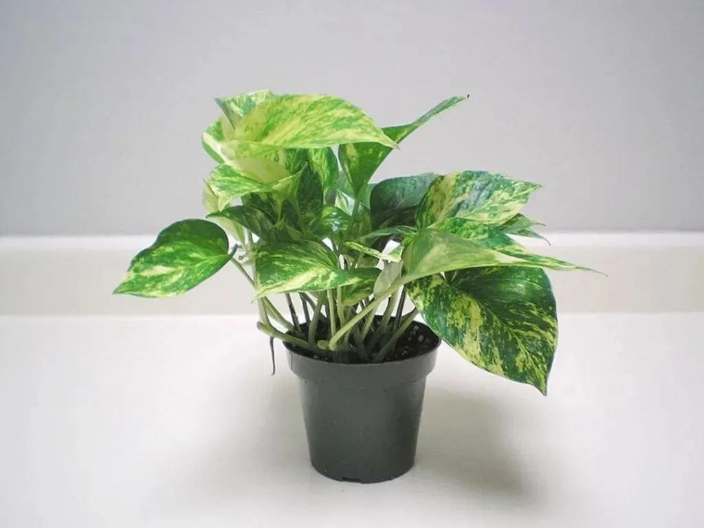 黄金葛快速水培扦插繁殖，两周培育出清新的水培绿植休闲区蓝鸢梦想 - Www.slyday.coM