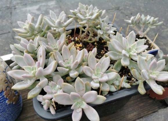 多肉淡雪,多肉中的"战斗机",长得飞快,1年长成老桩