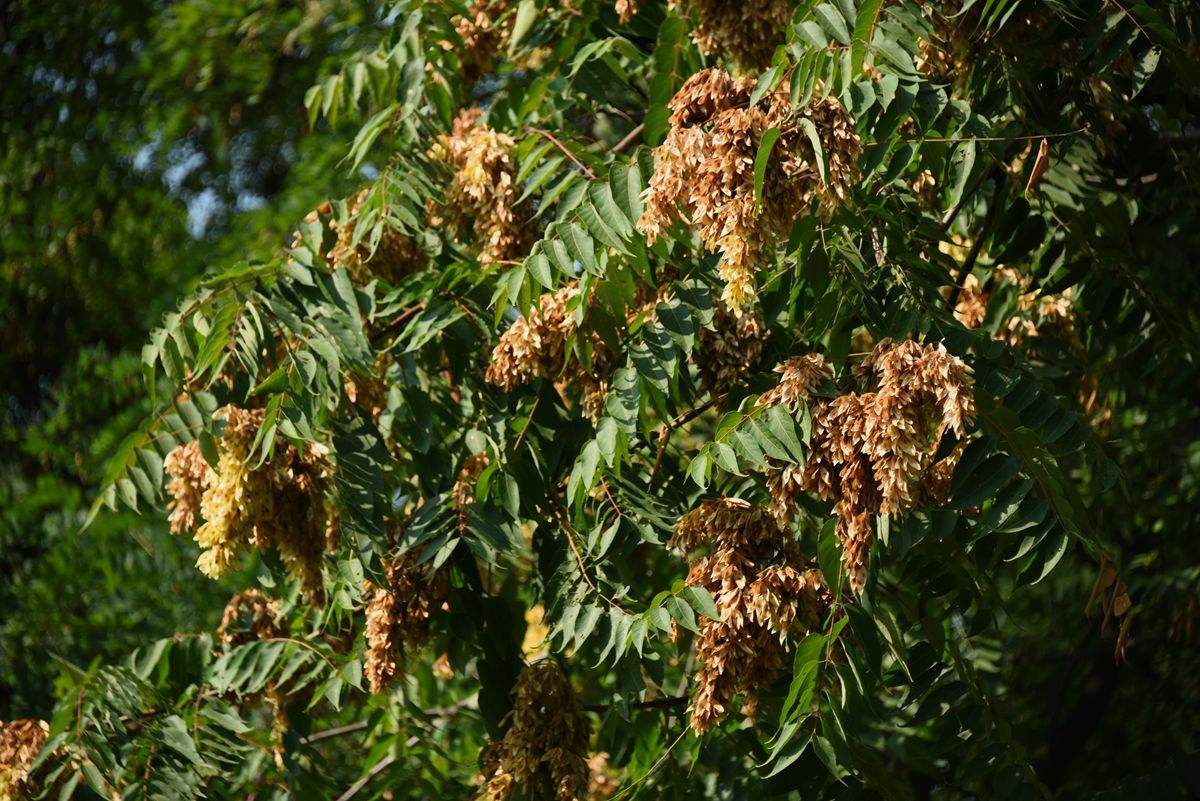 农村这5种树的果实价值珍贵很多人不知道一起来了解一下