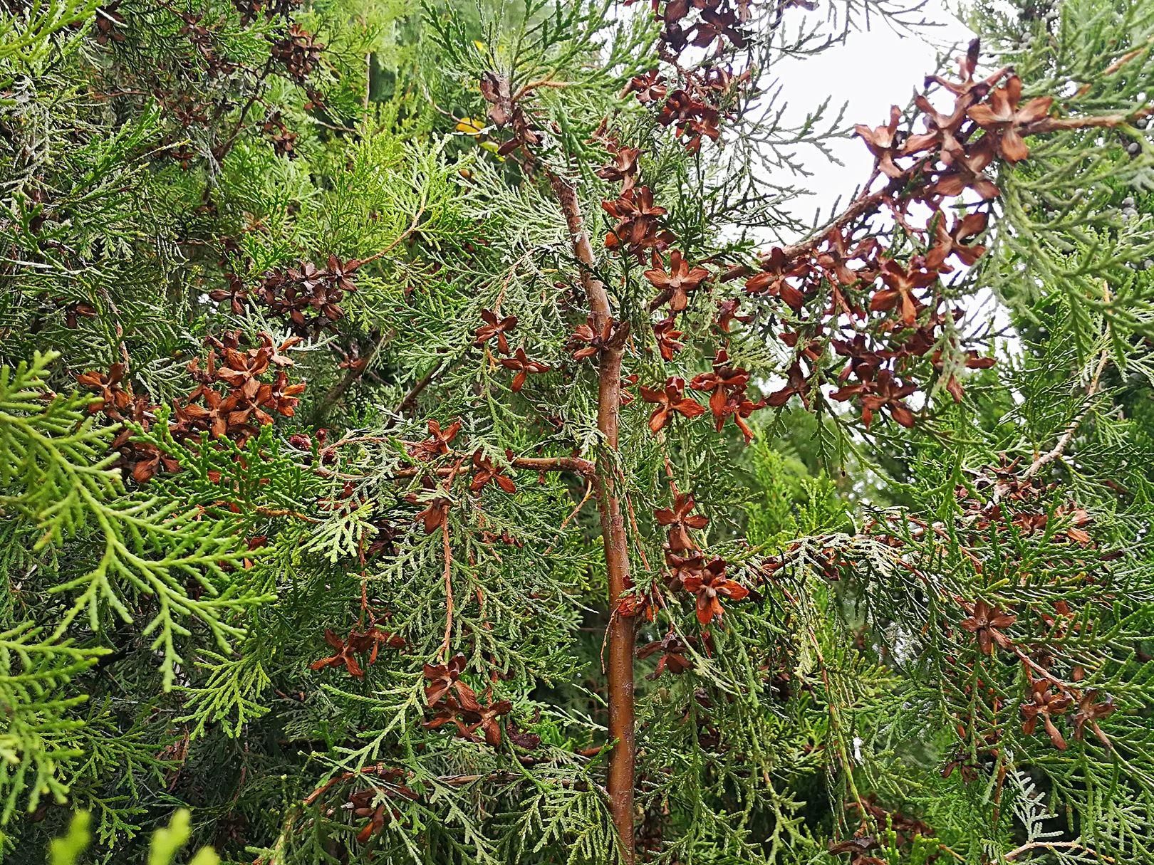 松柏树它的生长比马尾松缓慢得多,叶子也是常绿的,高可长到20多米,到