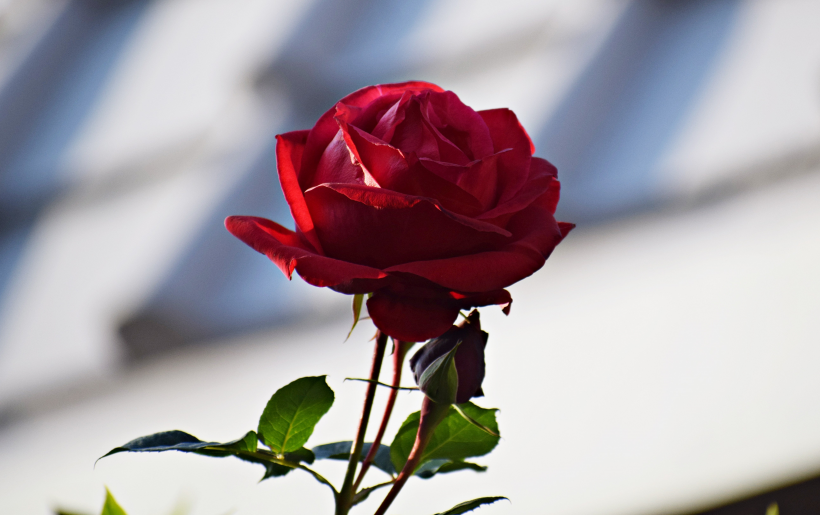 未来10天，桃花来袭，遇见良人，感情升温，爱情回春的4大星座！休闲区蓝鸢梦想 - Www.slyday.coM