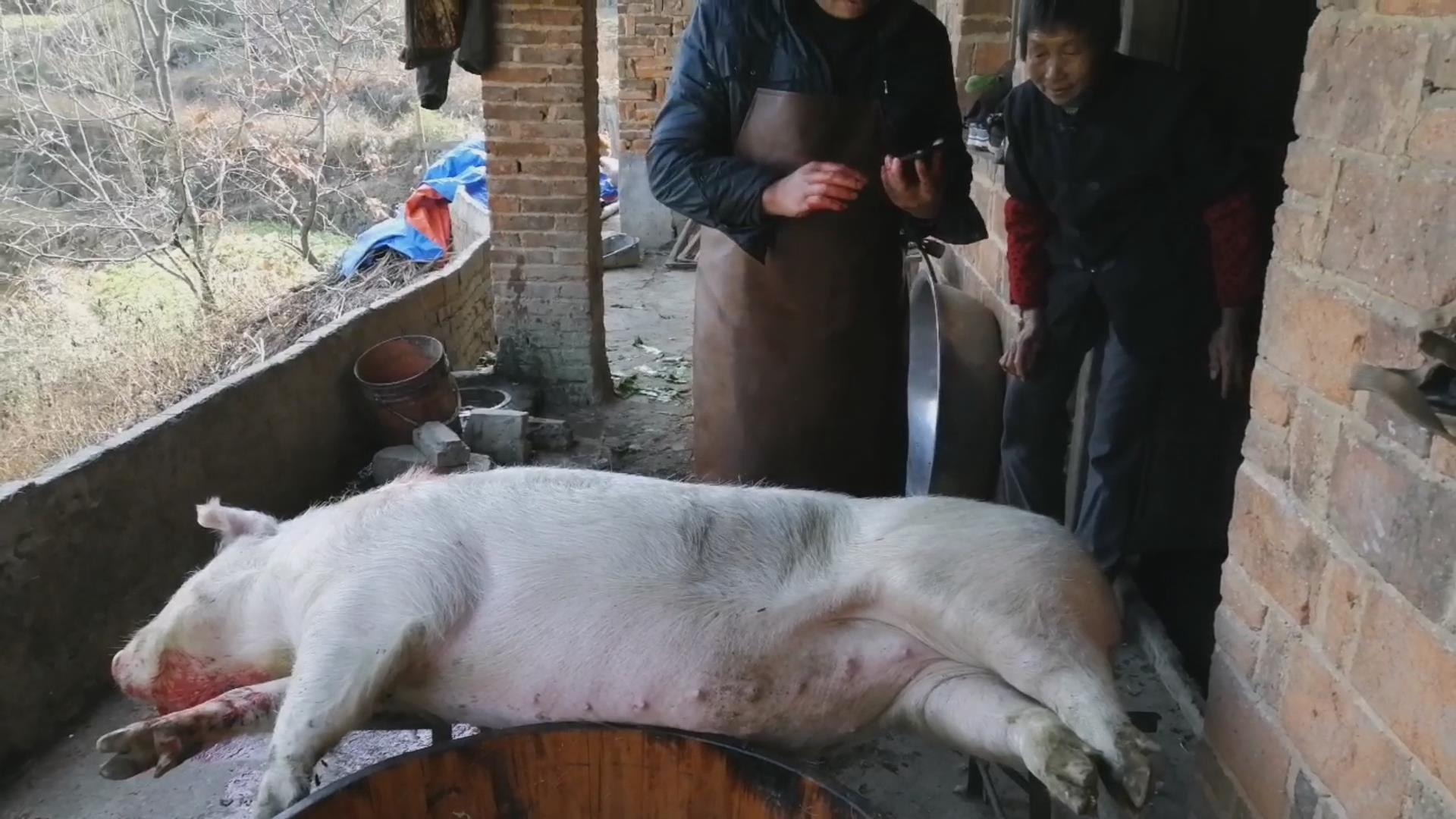 杀了她喂猪 新浪网