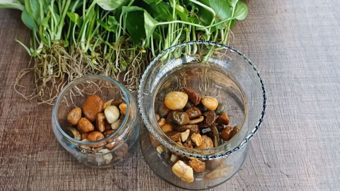 黄金葛快速水培扦插繁殖，两周培育出清新的水培绿植休闲区蓝鸢梦想 - Www.slyday.coM