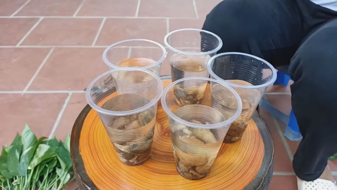 黄金葛快速水培扦插繁殖，两周培育出清新的水培绿植休闲区蓝鸢梦想 - Www.slyday.coM