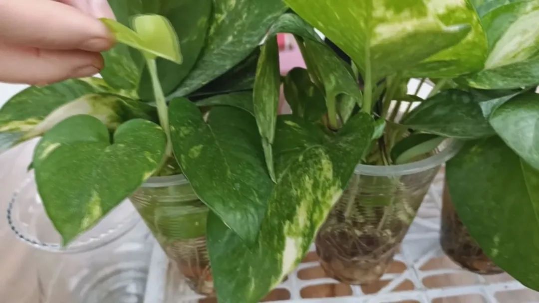 黄金葛快速水培扦插繁殖，两周培育出清新的水培绿植休闲区蓝鸢梦想 - Www.slyday.coM