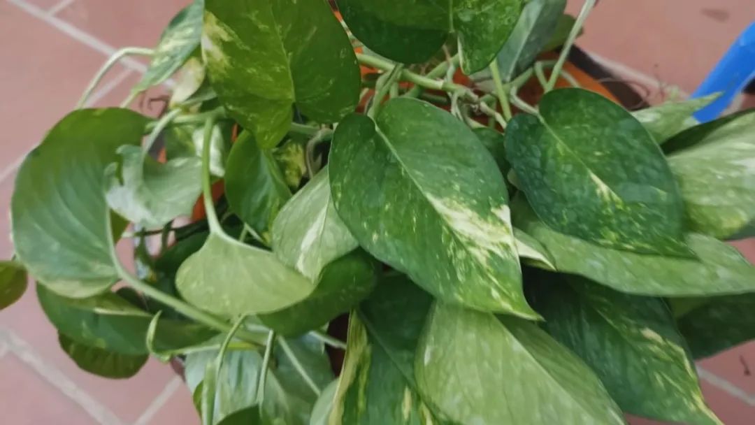 黄金葛快速水培扦插繁殖，两周培育出清新的水培绿植休闲区蓝鸢梦想 - Www.slyday.coM