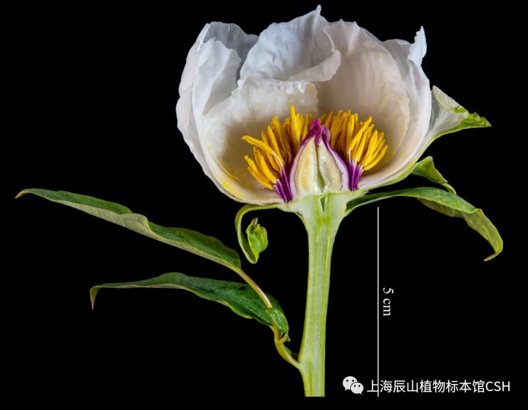 探索雌雄同花雌雄异花同株一起了解有花植物的七种性别