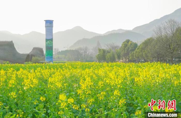 余村油菜花海。两山创旅公司提供