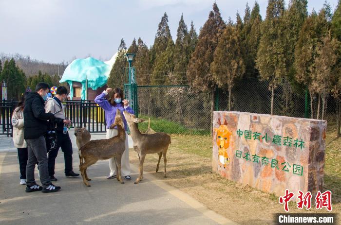 图为郑州新密伏羲山景区里小鹿和游客互动。新密伏羲山景区供图