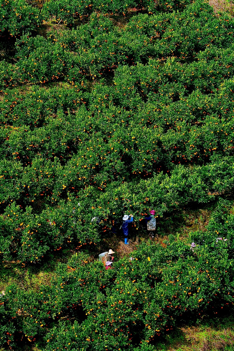 但新平县在二十年间掀起学褚橙的热潮,种植面积从20多年前的零星散种