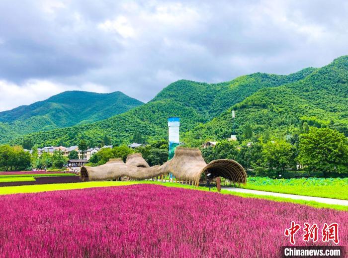 余村五彩水稻田。两山创旅公司提供