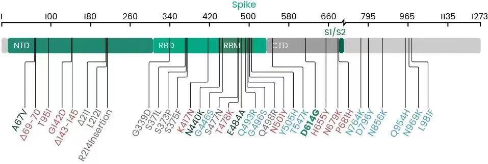 Omicron（上）和Delta（下）的突变分布图。图片来源：斯坦福大学冠状病毒数据库