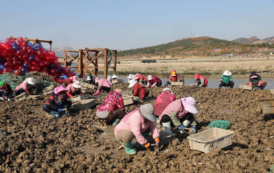 润丰码头上,养殖户正逐个砍砸打捞上来的牡蛎2017年,王志刚成立了润丰