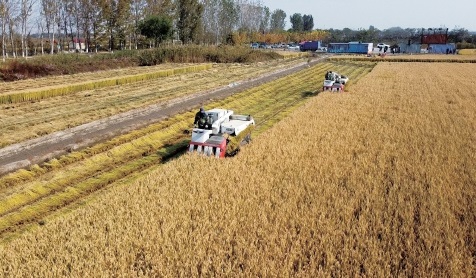 　　天津市宁河区小站稻农机收割现场。　资料图