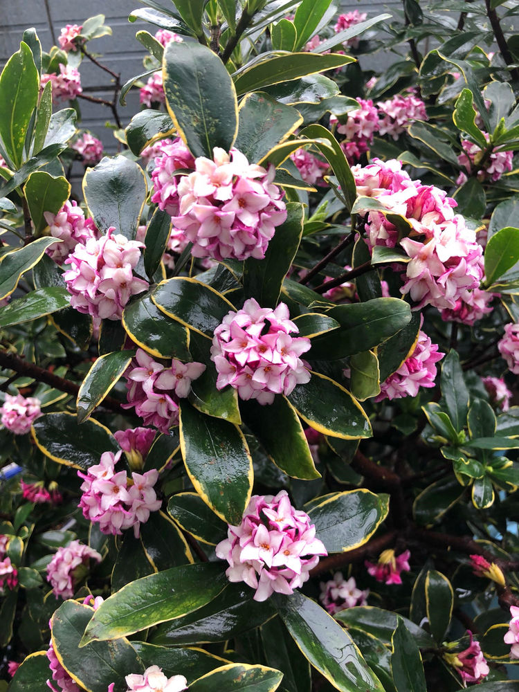 越热,花开越多,阳台变花园,值得拥有|金边瑞香|吊兰|绿萝_新浪新闻