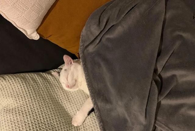 网友打造猫咪豪宅,只为赢得一只流浪猫的芳心,最后成功把它收编休闲区蓝鸢梦想 - Www.slyday.coM 网友打造猫咪豪宅,只为赢得一只流浪猫的芳心,最后成功把它收编休闲区蓝鸢梦想 - Www.slyday.coM