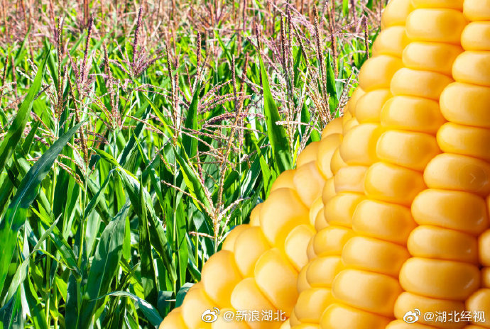 接触霉变玉米女子肺部长满真菌休闲区蓝鸢梦想 - Www.slyday.coM 接触霉变玉米女子肺部长满真菌休闲区蓝鸢梦想 - Www.slyday.coM