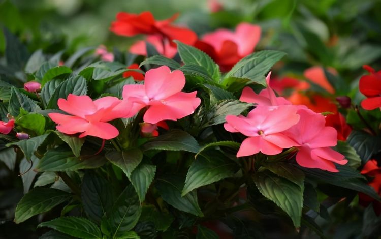 在乡下常见的几种花,从没特意去养,但是却娇艳欲滴休闲区蓝鸢梦想 - Www.slyday.coM 在乡下常见的几种花,从没特意去养,但是却娇艳欲滴休闲区蓝鸢梦想 - Www.slyday.coM