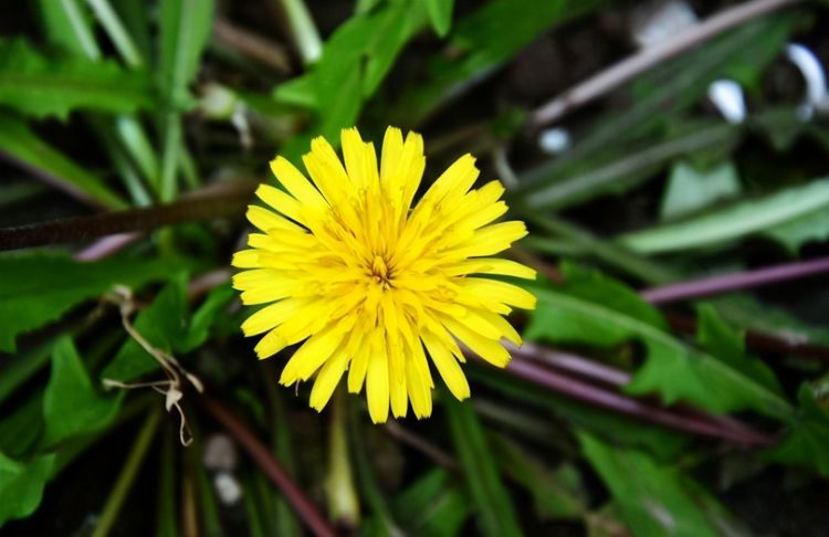 在乡下常见的几种花,从没特意去养,但是却娇艳欲滴休闲区蓝鸢梦想 - Www.slyday.coM 在乡下常见的几种花,从没特意去养,但是却娇艳欲滴休闲区蓝鸢梦想 - Www.slyday.coM