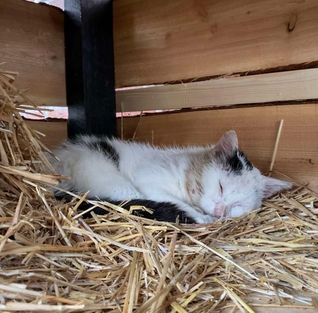 网友打造猫咪豪宅,只为赢得一只流浪猫的芳心,最后成功把它收编休闲区蓝鸢梦想 - Www.slyday.coM 网友打造猫咪豪宅,只为赢得一只流浪猫的芳心,最后成功把它收编休闲区蓝鸢梦想 - Www.slyday.coM