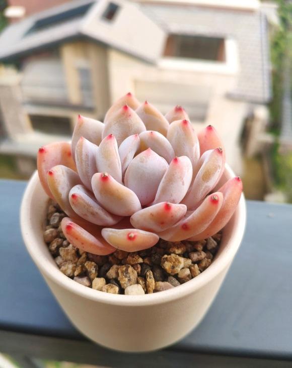 多肉嫦娥跟橙梦露不一样小心上当受骗商家专门骗新手