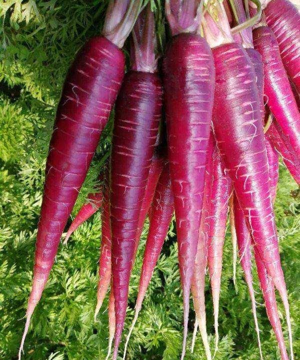 胡萝卜:最原始的胡萝卜是紫色?那它是怎么变成橙色的呢?