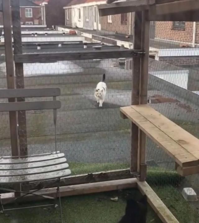 网友打造猫咪豪宅,只为赢得一只流浪猫的芳心,最后成功把它收编休闲区蓝鸢梦想 - Www.slyday.coM 网友打造猫咪豪宅,只为赢得一只流浪猫的芳心,最后成功把它收编休闲区蓝鸢梦想 - Www.slyday.coM