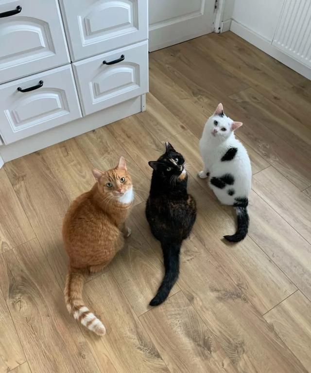 网友打造猫咪豪宅,只为赢得一只流浪猫的芳心,最后成功把它收编休闲区蓝鸢梦想 - Www.slyday.coM 网友打造猫咪豪宅,只为赢得一只流浪猫的芳心,最后成功把它收编休闲区蓝鸢梦想 - Www.slyday.coM