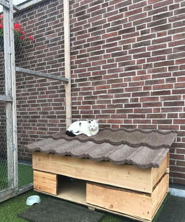 网友打造猫咪豪宅,只为赢得一只流浪猫的芳心,最后成功把它收编休闲区蓝鸢梦想 - Www.slyday.coM 网友打造猫咪豪宅,只为赢得一只流浪猫的芳心,最后成功把它收编休闲区蓝鸢梦想 - Www.slyday.coM