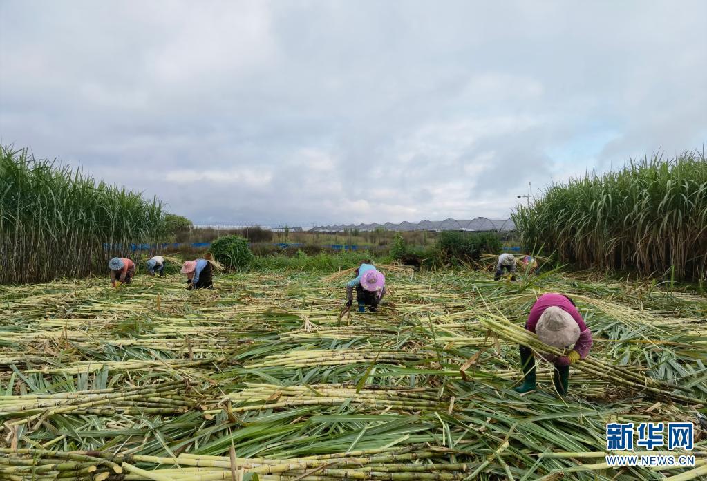 航拍甘蔗种植基地(摄于11月28日)