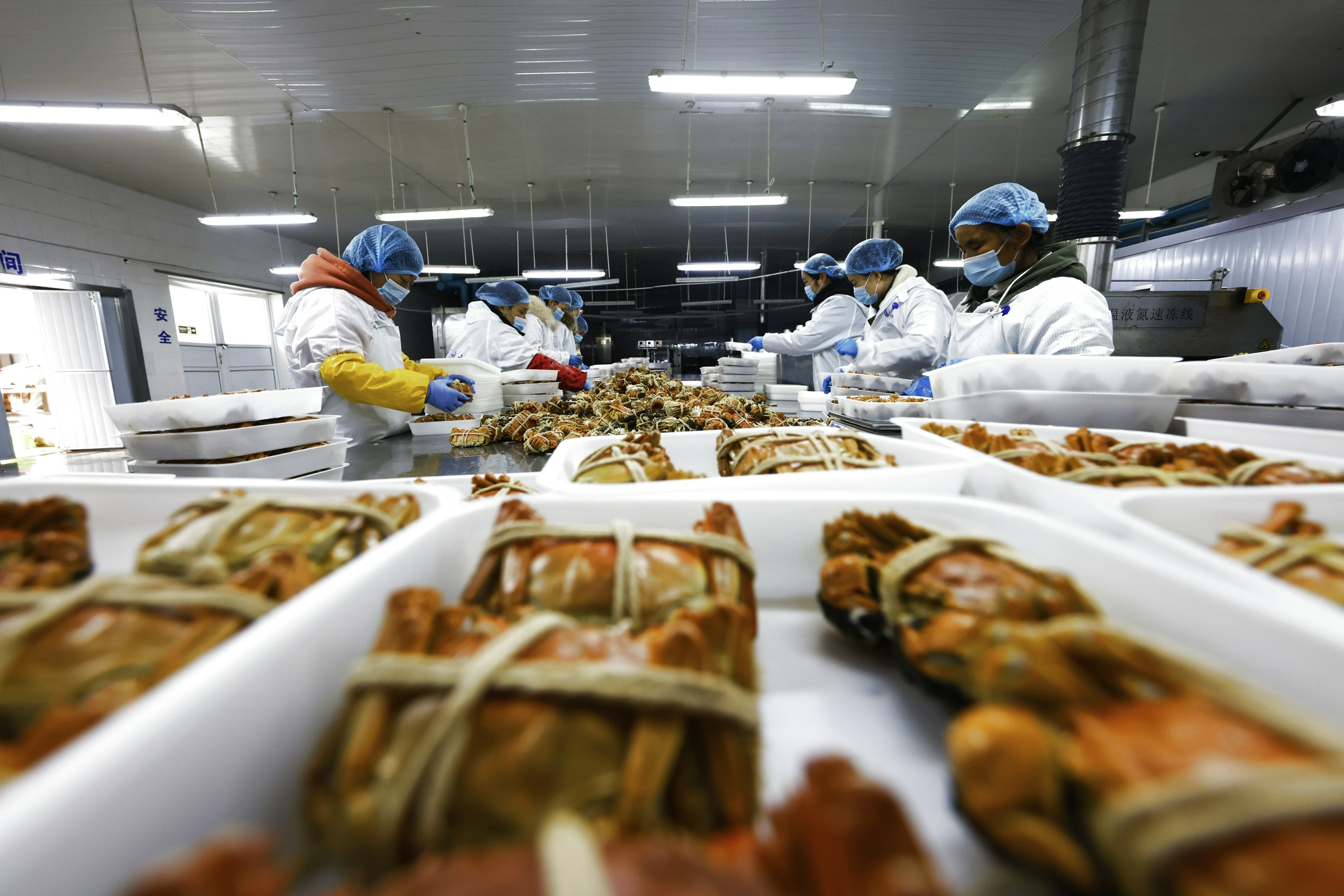 12月4日,在泗洪县一水产品出口加工基地,工人在生产车间将蒸煮后的