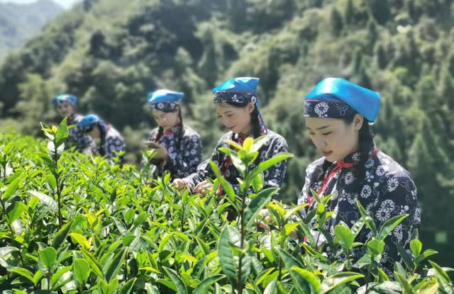 安康驻村书记上央视！唱响陕西乡村美！「959关注」休闲区蓝鸢梦想 - Www.slyday.coM